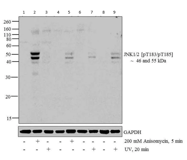 Western blot - Anti-JNK1 + JNK2 (phospho T183 + Y185) antibody (AB4821)