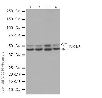 Western blot - Anti-JNK1 + JNK3 antibody [EPR16797-194] (AB191603)