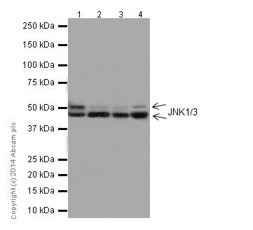 Western blot - Anti-JNK1 + JNK3 antibody [EPR16797-194] (AB191603)