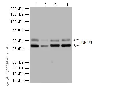 Western blot - Anti-JNK1 + JNK3 antibody [EPR16797-194] (AB191603)