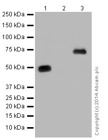 Western blot - Anti-JNK1 + JNK3 antibody [EPR16797-194] (AB191603)