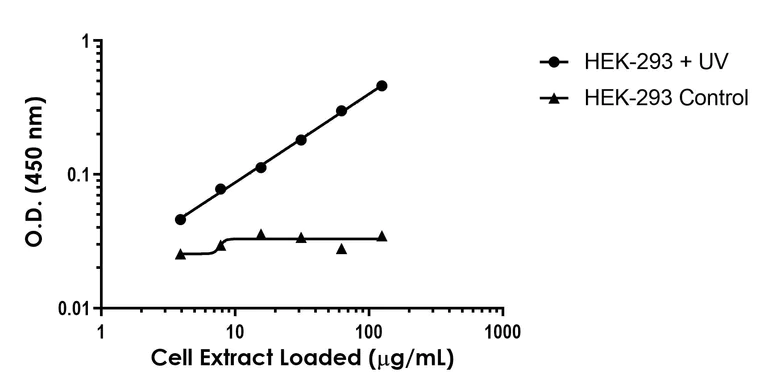 Sandwich ELISA - Anti-JNK1 + JNK3 antibody [EPR16797-194] - BSA and Azide free (Capture/Detector) (AB288746)