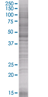 JNK1 overexpression 293T lysate (whole cell)