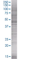 SDS-PAGE - JNK1 overexpression 293T lysate (whole cell) (AB94122)