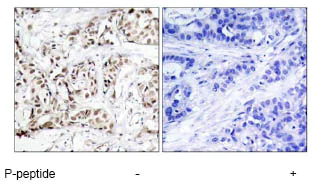Immunohistochemistry (Formalin/PFA-fixed paraffin-embedded sections) - Anti-JNK1 (phospho T183) antibody (AB47337)