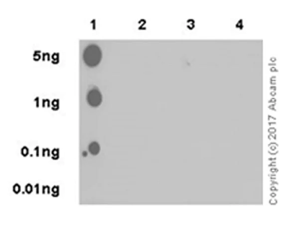 Dot Blot - Anti-JNK1 (phospho T183 + Y185) antibody [EPR20763] (AB215208)