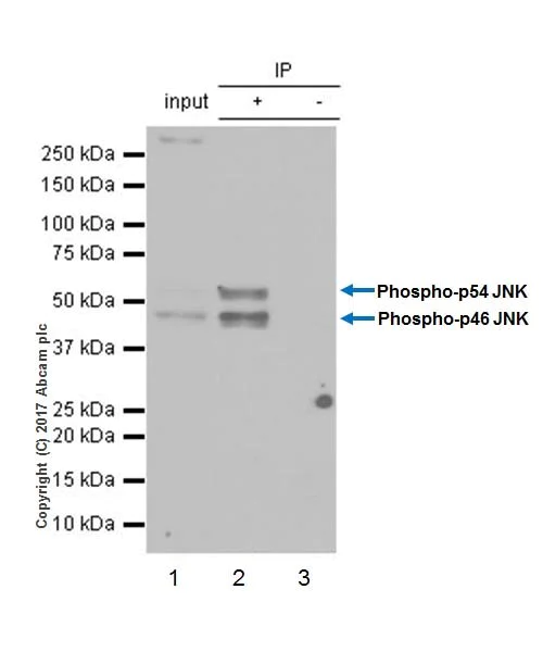 Immunoprecipitation - Anti-JNK1 (phospho T183 + Y185) antibody [EPR20763] (AB215208)