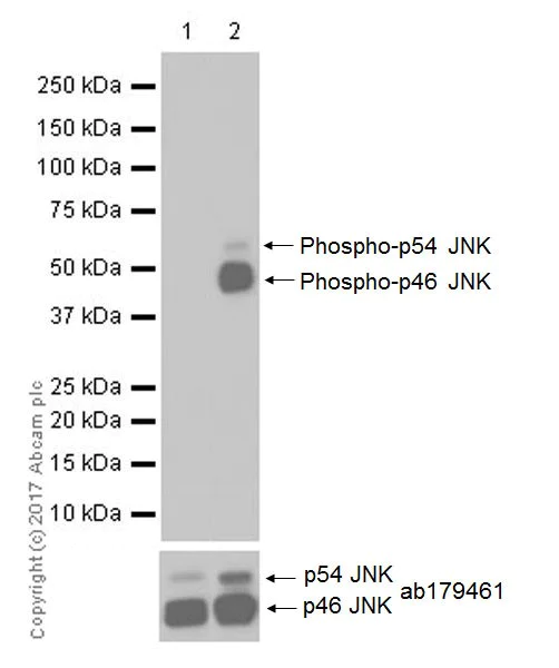 Western blot - Anti-JNK1 (phospho T183 + Y185) antibody [EPR20763] (AB215208)