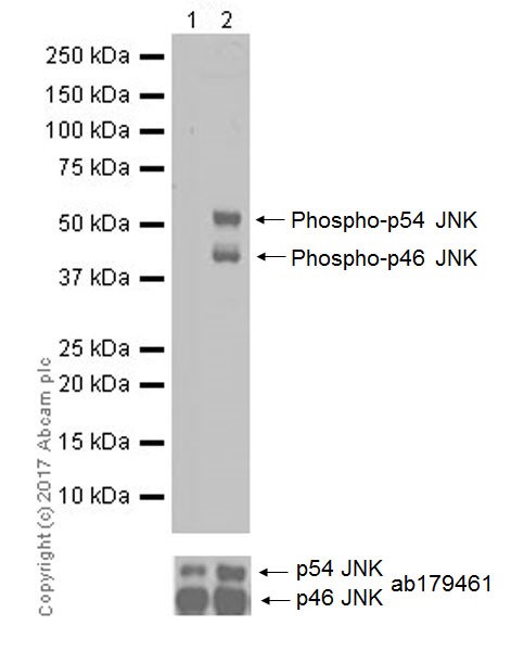 Western blot - Anti-JNK1 (phospho T183 + Y185) antibody [EPR20763] (AB215208)