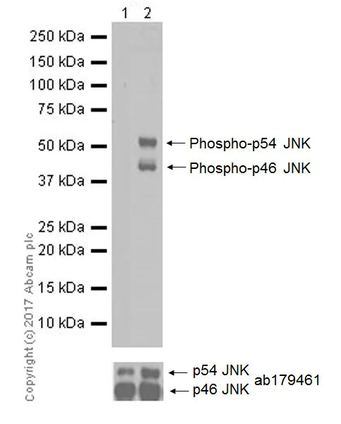 Western blot - Anti-JNK1 (phospho T183 + Y185) antibody [EPR20763] (AB215208)