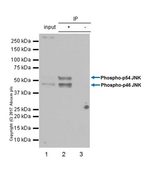 Immunoprecipitation - Anti-JNK1 (phospho T183 + Y185) antibody [EPR20763] - BSA and Azide free (AB227061)