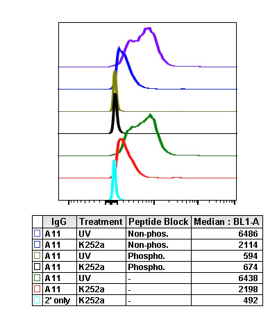 Flow Cytometry - Anti-JNK1 (phospho T183 + Y185) antibody [SAPKT183Y185-A11] (AB278616)