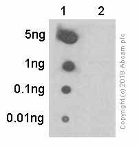 Dot Blot - Anti-JNK1 (phospho Y185) + JNK2 (phospho Y185) + JNK3 (phospho Y223) antibody [EP1597Y] (AB76572), expandable thumbnail