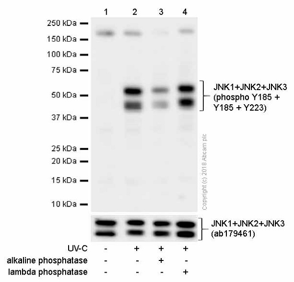 Western blot - Anti-JNK1 (phospho Y185) + JNK2 (phospho Y185) + JNK3 (phospho Y223) antibody [EP1597Y] (AB76572), expandable thumbnail