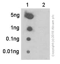 Dot Blot - Anti-JNK1 (phospho Y185) + JNK2 (phospho Y185) + JNK3 (phospho Y223) antibody [EP1597Y] - BSA and Az (AB239886)