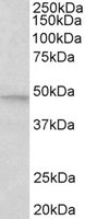 Western blot - Anti-JNK2 antibody (AB133158)