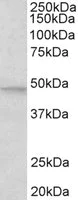 Western blot - Anti-JNK2 antibody (AB133158)