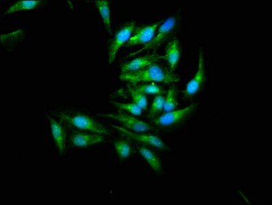 Immunocytochemistry/ Immunofluorescence - Anti-JNK2 antibody (AB236111), expandable thumbnail
