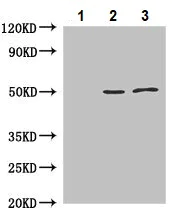 Immunoprecipitation - Anti-JNK2 antibody (AB236111)