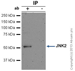 Immunoprecipitation - Anti-JNK2 antibody [EP1595Y] (AB76125), expandable thumbnail