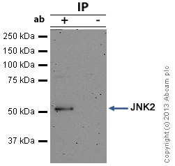 Immunoprecipitation - Anti-JNK2 antibody [EP1595Y] (AB76125)