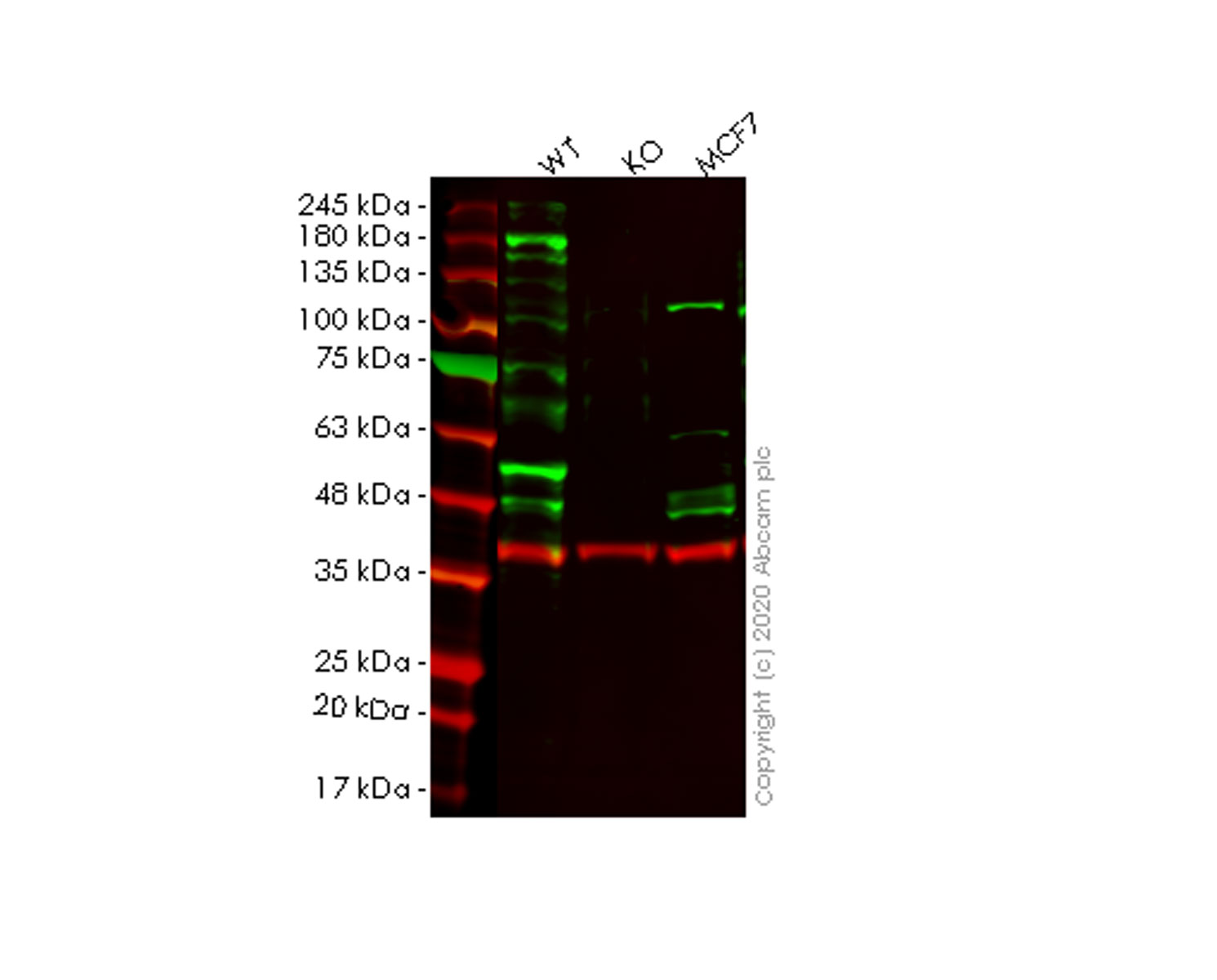 Western blot - Anti-JNK2 antibody [EP1595Y] (AB76125), expandable thumbnail