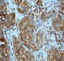 Immunohistochemistry (Formalin/PFA-fixed paraffin-embedded sections) - Anti-JNK2 antibody [EP1595Y] - BSA and Azide free (AB227986)