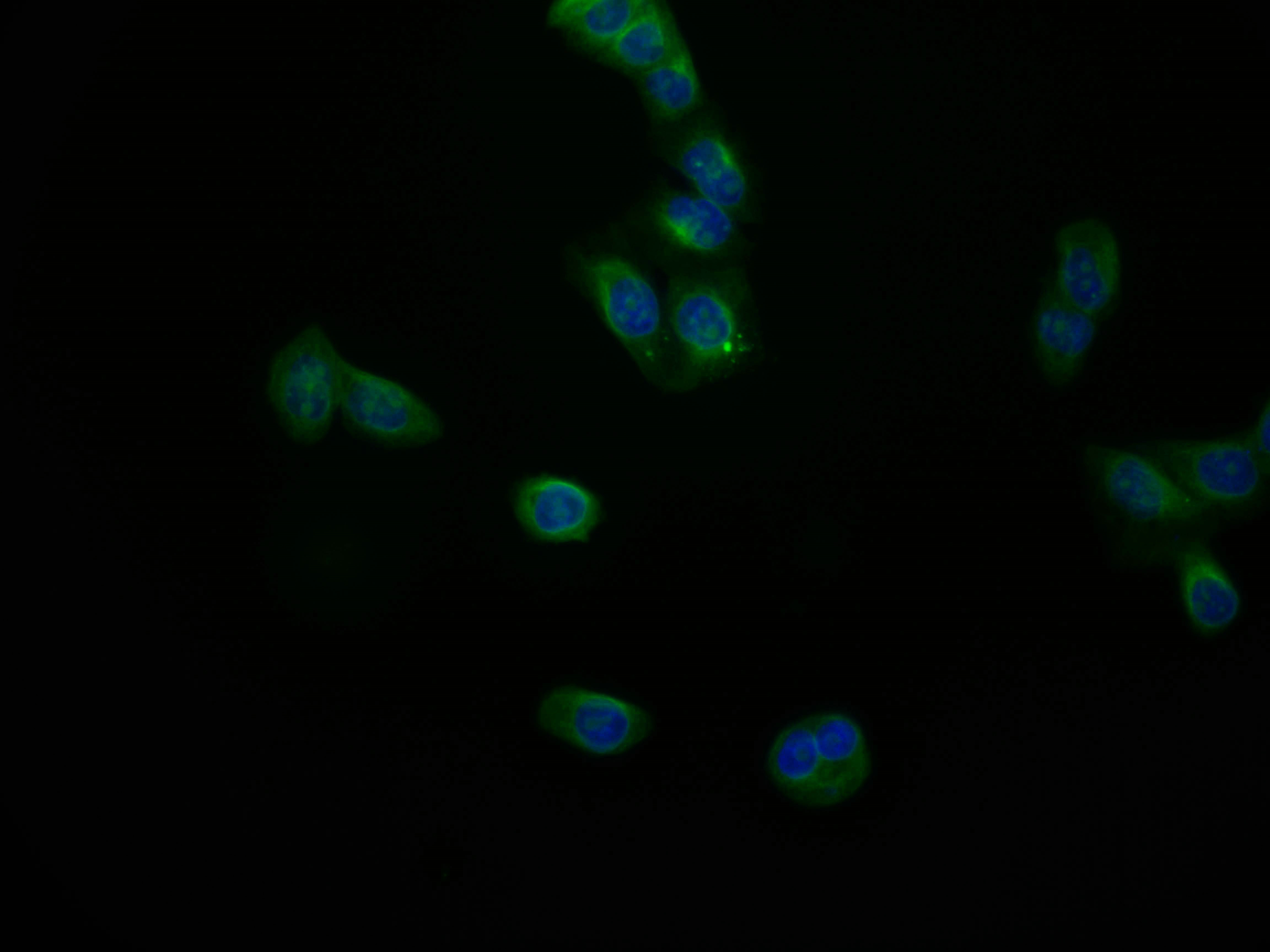 Immunocytochemistry/ Immunofluorescence - Anti-JNK3 antibody [29E10] (AB314190), expandable thumbnail