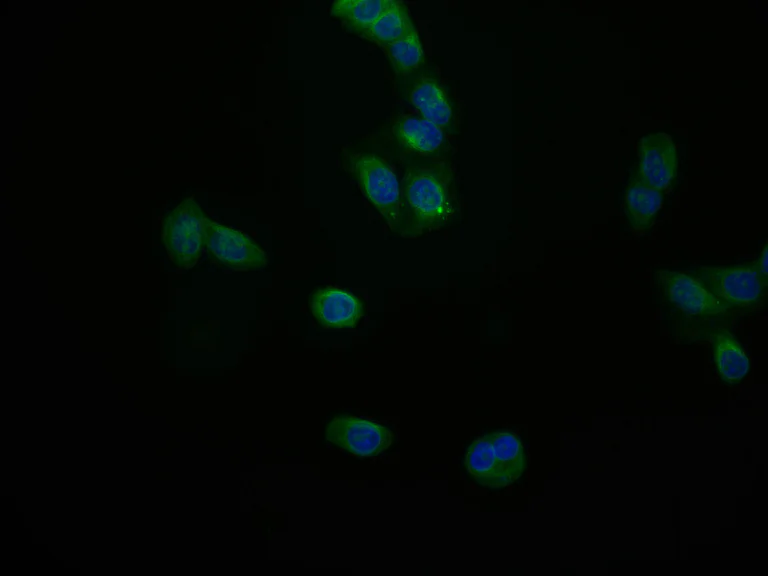 Immunocytochemistry/ Immunofluorescence - Anti-JNK3 antibody [29E10] (AB314190)