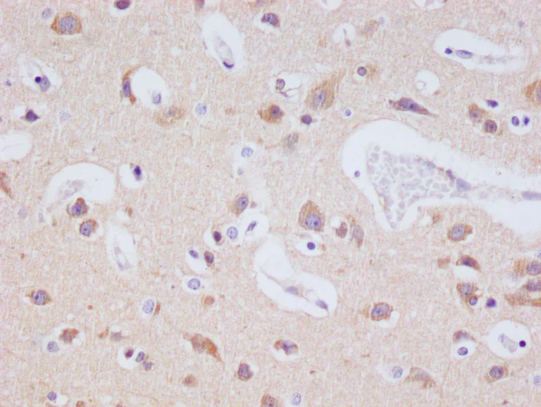 Immunohistochemistry (Formalin/PFA-fixed paraffin-embedded sections) - Anti-JNK3 antibody [29E10] (AB314190)