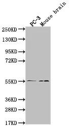 Western blot - Anti-JNK3 antibody [29E10] (AB314190)