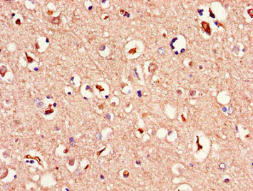 Immunohistochemistry (Formalin/PFA-fixed paraffin-embedded sections) - Anti-JNK3 antibody (AB236096)