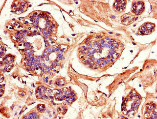 Immunohistochemistry (Formalin/PFA-fixed paraffin-embedded sections) - Anti-JNK3 antibody (AB236096)