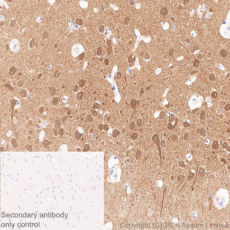 Immunohistochemistry (Formalin/PFA-fixed paraffin-embedded sections) - Anti-JNK3 antibody [EPR29664-135] (AB326931)