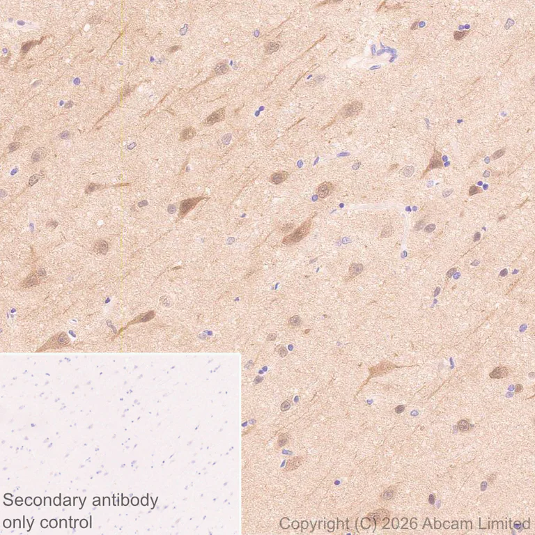 Immunohistochemistry (Formalin/PFA-fixed paraffin-embedded sections) - Anti-JNK3 antibody [EPR29664-135] (AB326931)
