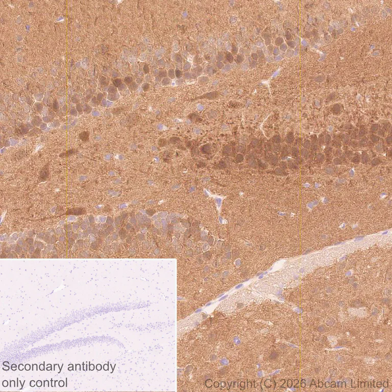 Immunohistochemistry (Formalin/PFA-fixed paraffin-embedded sections) - Anti-JNK3 antibody [EPR29664-135] (AB326931)