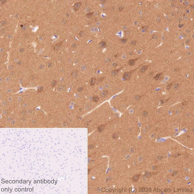 Immunohistochemistry (Formalin/PFA-fixed paraffin-embedded sections) - Anti-JNK3 antibody [EPR29664-135] (AB326931)