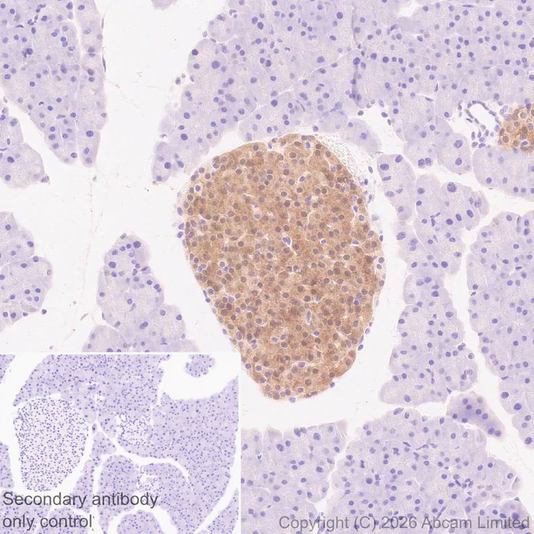 Immunohistochemistry (Formalin/PFA-fixed paraffin-embedded sections) - Anti-JNK3 antibody [EPR29664-135] (AB326931)