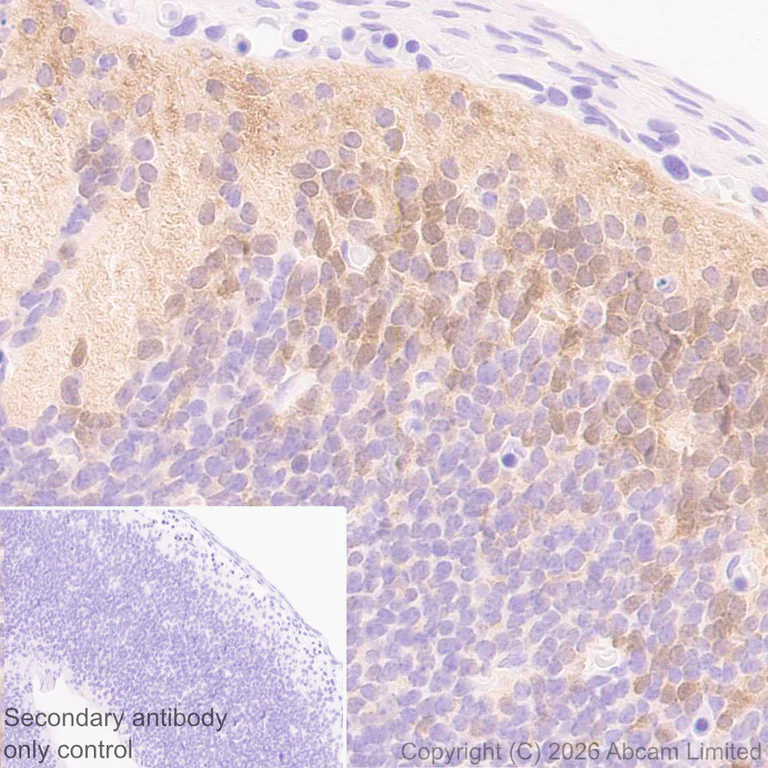 Immunohistochemistry (Formalin/PFA-fixed paraffin-embedded sections) - Anti-JNK3 antibody [EPR29664-135] (AB326931)