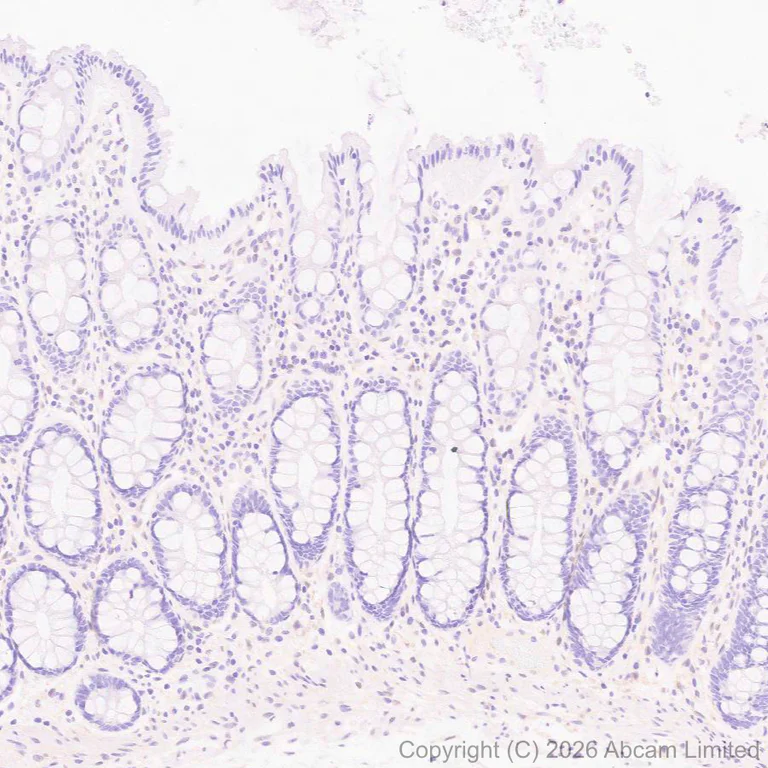 Immunohistochemistry (Formalin/PFA-fixed paraffin-embedded sections) - Anti-JNK3 antibody [EPR29664-135] (AB326931)