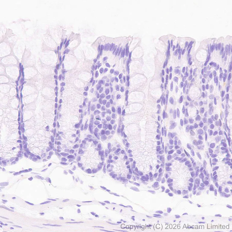 Immunohistochemistry (Formalin/PFA-fixed paraffin-embedded sections) - Anti-JNK3 antibody [EPR29664-135] (AB326931)