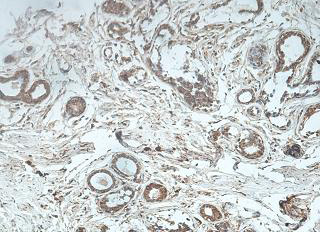 Immunohistochemistry (Formalin/PFA-fixed paraffin-embedded sections) - Anti-JOSD1 antibody (AB118221)