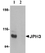 Western blot - Anti-JPH3 antibody (AB79063)