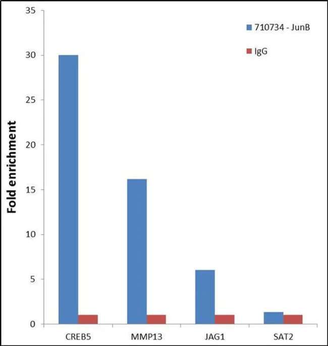 ChIP - Anti-JunB antibody [15HCLC] (AB277769)