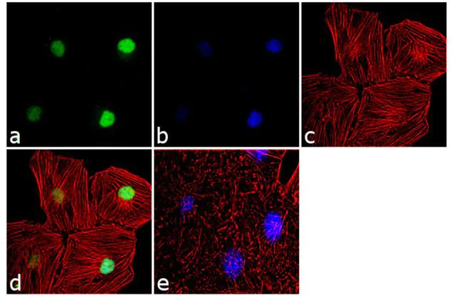 Immunocytochemistry - Anti-JunB antibody [15HCLC] (AB277769)