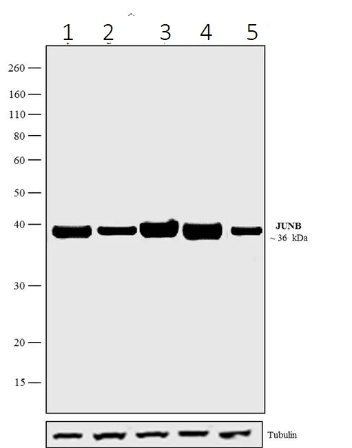 Western blot - Anti-JunB antibody [15HCLC] (AB277769)