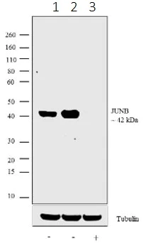 Western blot - Anti-JunB antibody [15HCLC] (AB277769)