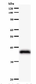 Western blot - Anti-JunB antibody [204C4a] (AB53543)