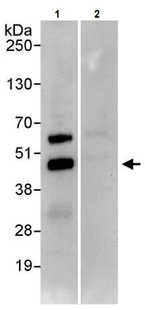 Immunoprecipitation - Anti-JunB antibody (AB245500)