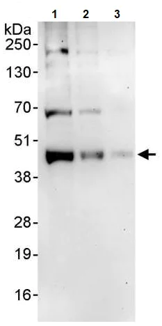 Western blot - Anti-JunB antibody (AB245500)